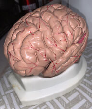 Human Anatomical Brain Professional Dissection Model for Medical Teach Study picture