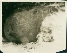 1929 Attentive Ground Hog Posing Against Snowy Background Animals 8X10 Photo picture