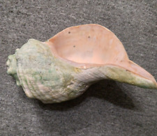 Huge Vintage Sea Shell Green Conch Trumpet picture