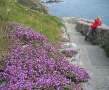 Photo 6x4 Wild thyme  at South Stack, Anglesey Goferydd (Thymus polytrich c2007 picture