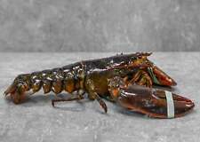 Freshly Caught Live or Cooked Maine Lobster FROM 2 PC picture