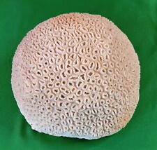 Large 7+ Lbs Natural Deep Sea Brain Coral Fossil Ocean Beach Home Decor picture
