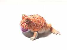 Japan Exclusive Bandai Namco Argentine Horned Pacman Frog Animal Figure Red picture