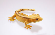 Kaiyodo Capsule Museum Q Gecko Part 2 Yellow Crested Gecko Lizard Figure picture