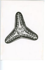 Vintage Triceratium Nitescens Silver Print Diatom, Les Bacillariophyta (Diatom picture