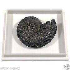 Ammonite Quenstedtoceras Jurassic Era Fossil 112+ Million Year Old FREE USA SHIP picture