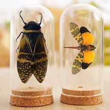 2 Cicada Lanternfly in Glass Dome Real Beetle Insect Home Decor Gift For Lover picture