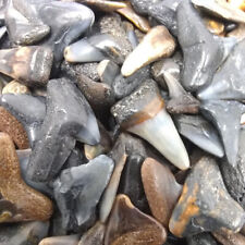 30 Fossilized Shark Teeth (15 River/15 Beach*) +1 Shark Tooth Necklace + Bonus picture