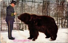 Alaskan Brown Bear New York Zoological Park Antique Divided Back Postcard picture