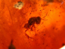 3 EXTINCT Bees in Orange Dominican Amber Fossil Gemstone picture