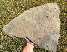 HUGE Pennsylvanian Age Amphibian Tracks Plate 15” Footprints Oklahoma Fossils picture