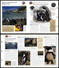Save The Jackass Penguin #59 Conservation - Wildlife Explorer Fold-Out Card picture