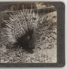 African Porcupine, Angry & in an attitude of Defense Stereoview c1900 picture