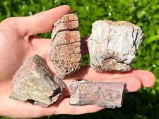 NICE Lot of Fossil Dinosaur Bones Unknown Origin Collection picture