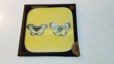 Glass Magic Lantern Slide DTE HUMAN PHYSIOLOGY PELVIS picture