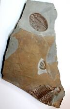 Ogyginus cordensis fossil Trilobites from Wales UK Ordovician age fossils picture