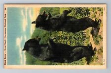 Great Smoky Mt Nat Park TN-Tennessee, Black Bears, Vintage Postcard picture