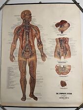 Vintage Anatomical Chart Lymphatic System Illustrated Peter Bachin 1957 Medicine picture