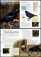 Satin Bowerbird #54 Birds - Discovering Wildlife Fact File Fold-Out Card picture