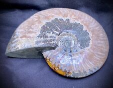 Large Ammonite Fossil picture