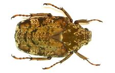 COLEOPTERA, CETONIINAE, PSEUDINCA INCOIDES from CAMEROON picture