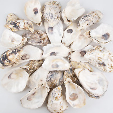 Oyster Shells 4