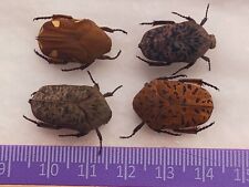 COLEOPTERA CETONIIDAE MIXT SP LOT OF 4 AMAZING COLORS 20-21mm FROM ATALAYA-PERU  picture