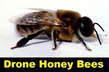 🌟🌟🌟🌟 BIG  10  REAL Drone Honey Bees  { DRIED }  SPECIMEN INSECT TAXIDERMY *  picture