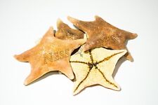 NessaStores Bat Starfish Sea Shell Beach Wedding Real Craft 3