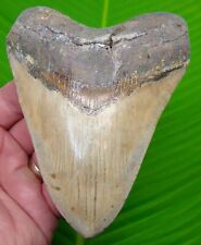 MEGALODON SHARK TOOTH  - XL 5 in.  - NO RESTORATIONS - w/DISPLAY STAND  picture