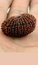 VERY RARE 28 MUKHI NATURAL RUDRAKSHA BEAD ENERGIZED COLLECTOR SIZE A+++ ( LAB CE picture