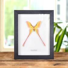 Male Chinese Moon Taxidermy Moth Frame (Actias dubernardi) picture