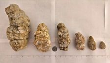 Bulk Geode Wholesale Lot 6 Geodized Fossil Crystal Rattlers Kentucky Large-Small picture