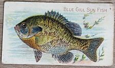 1910 T58 American Tobacco Fish Series Blue Gill Sun Fish picture