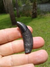 Killer Dire Wolf Canine Tooth Florida Saltwater Fossil Mammal Teeth  picture