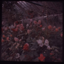 HOTHOUSE FLOWERS NO2 C1935 DUFAYCOLOR PHOTOGRAPH Magic Lantern Slide picture