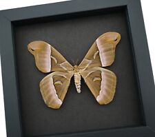 Samia luzonica Female Moth Pink Silk Moth Framed Taxidermy Moonlight Display picture