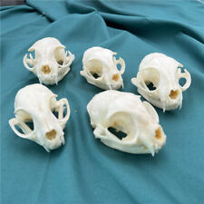 5 pcs real animal skull，specimen, collectible picture