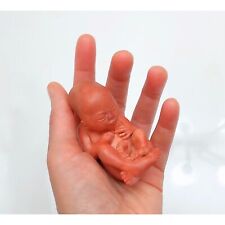 14 Weeks Baby Fetus, Stage of Fetal Development (Memorial/Miscarriage/Keepsake) picture
