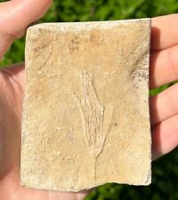Alabama Fossil Crinoid w Stem in Matrix Aphelecrinus Bangor Limestone Formation picture