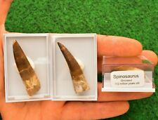 5-6cm Spinosaurus Dinosaur Tooth Teeth Boxed 100% Fossil Morocco Cretaceous #M picture