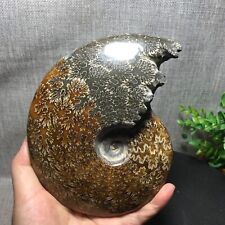 900g Natural polishing conch ammonite fossil specimens of Madagascar 122 picture