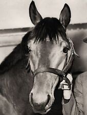 1937 Champion Race Horse SEABISCUIT Photo  (180-e) picture