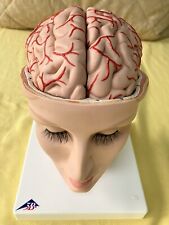 Excellent 3B Scientific Human Brain Model w/ Head and Face, Model C25, 8 pieces. picture