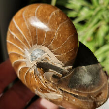0.78 LB Natural Ammonite nautilus Fossil Crystal Specimen Healing #976 picture