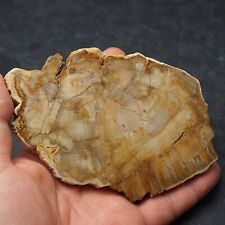 Fossil Petrified Wood Slab Araucaria Triassic Polished Fossil Madagascar  picture