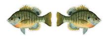 Bluegill Sticker Fishing Decal sunfish pond bobber bream worms cricket panfish picture