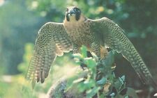 ㋡ Vintage USSR postcard ヅ Peregrine falcon Photo by G. Smirnov picture