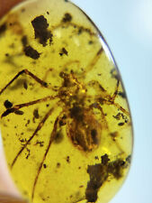Burmese burmite Cretaceous beautiful big spider insect fossil amber Myanmar picture