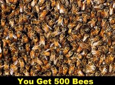 500 REAL Honeybees SPECIMEN INSECT TAXIDERMY diorama DRIED picture